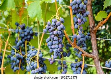 Blue Grape Growing On Wine In Vineyard. Ripe Black Grape Fruit Harvest In Nature For Food And Vine In Autumn