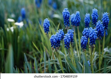 Blue Grape Hyacinth. Flowers Muscari.  Blue flowers in spring garden. Muscari is a genus of perennial bulbous plants native to Eurasia. First blue Springs flowers. Blue Muscari flowers close up. - Powered by Shutterstock