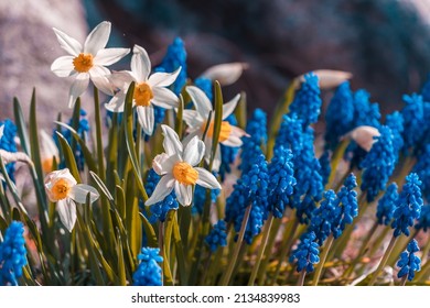 Blue grape hyacinth and white yellow narcissus flowers under the bright sun. Beautiful blue muscari armeniacum flowers in spring garden. Daffodils blooming in a flower bed. Stone on background. - Shutterstock ID 2134839983