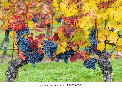 Blue Grapes Cabernet Moravia In Autumn Vineyard, Southern Moravia, Czech Republic