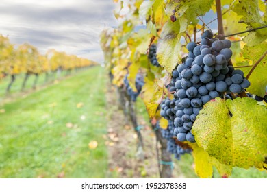 Blue Grapes Cabernet Moravia In Autumn Vineyard, Southern Moravia, Czech Republic