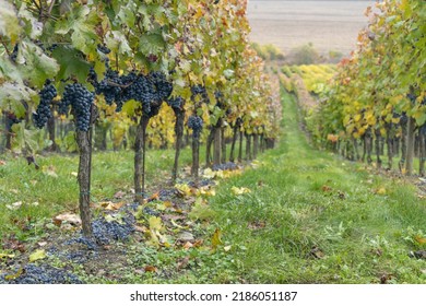 Blue grapes Cabernet Moravia in autumn vineyard, Southern Moravia, Czech Republic