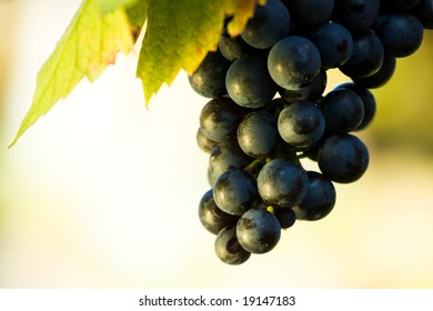 blue grapes in the vineyard