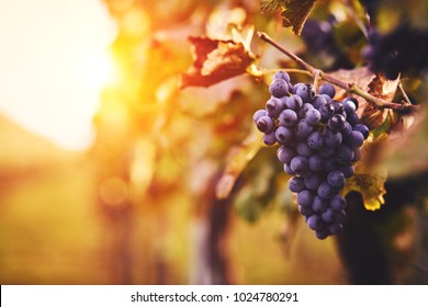 Blue grapes in a vineyard at sunset, toned image