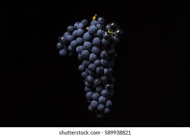 Blue grapes (Vitis vinifera) isolated on black background