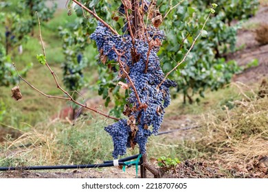 Blue Grapes Wilting On A Dry Plant.