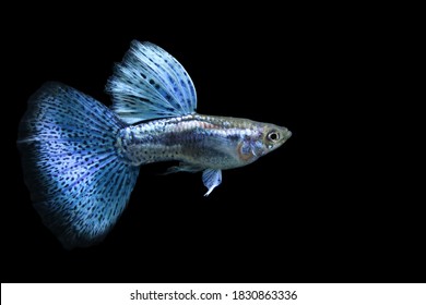 273 Grass tailed guppy Images, Stock Photos & Vectors | Shutterstock