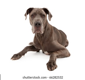 A Blue Great Dane Dog And Isolated On White