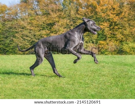Blue Great Dane, one of the largest dog breeds, male, running playfully and powerfully across a green grass meadow with colourful trees in autumn