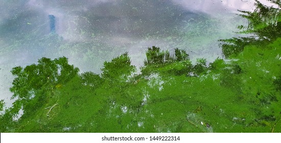 Blue Green Algae In Lake