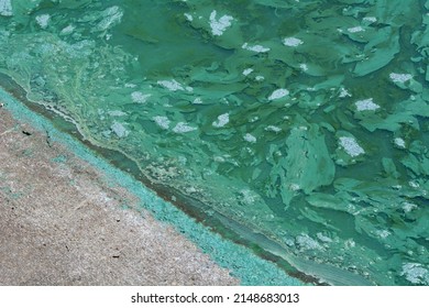 Blue Green Algae Pollution In Lake At Shore Of Boat Ramp