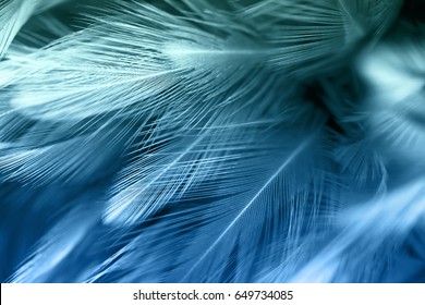 Blue and green chicken feathers in soft and blur style for the background