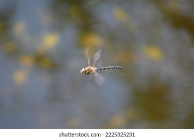 Blue And Green Dragonfly Nature