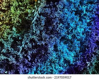 A Blue Green Iridescent Coral Reef Underwater Living Sea Creature Rock Formation Ocean Floor Life Purple Sunlight Reflection Shine