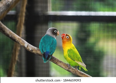 Blue and green lovebird parrots sitting together on a tree branch in the cage. Lovebird Kiss with blurry background