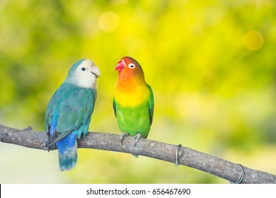 Blue and green Lovebird parrots sitting together on a tree branch.Sunshine light evening