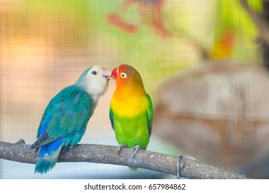 Blue Green Lovebird Parrots Sitting Together Stock Photo (Edit Now ...