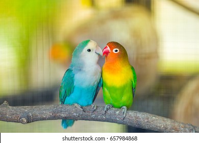 Blue and green Lovebird parrots sitting together on a tree branch,Lovebird Kiss,Image with Grain.