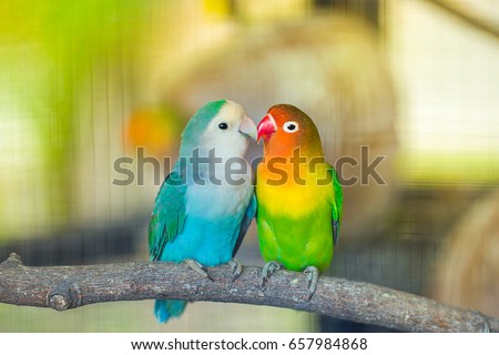 Blue and green Lovebird parrots sitting together on a tree branch,Lovebird Kiss,Image with Grain. ストックフォト © 