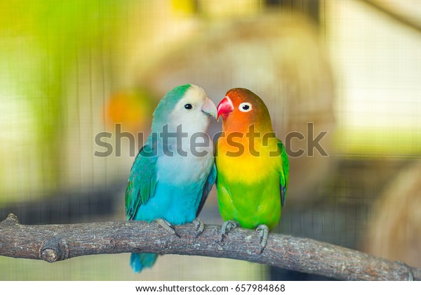 Blue and green\
Lovebird parrots sitting together on a tree branch,Lovebird\
Kiss,Image with Grain.