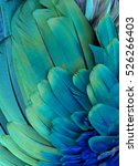 Blue and green macaw feathers
