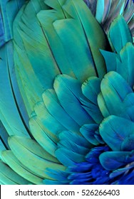 Blue And Green Macaw Feathers