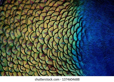 Blue and green Peacock body feathers - Shutterstock ID 1374604688