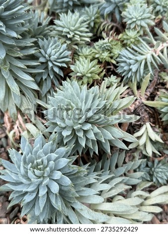 Blue Green Succulent Rosette Pattern in Natural Light