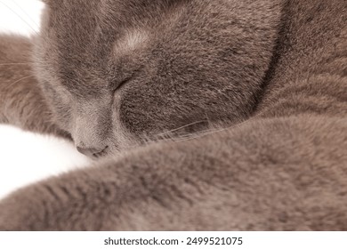 Blue grey adult British shorthair cat feline resting lying looking relax lazy grooming licking  - Powered by Shutterstock