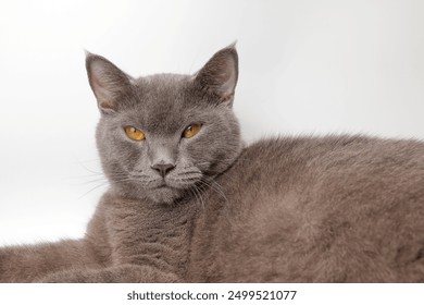 Blue grey adult British shorthair cat feline resting lying looking relax lazy grooming licking  - Powered by Shutterstock