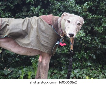 greyhound barbour jacket