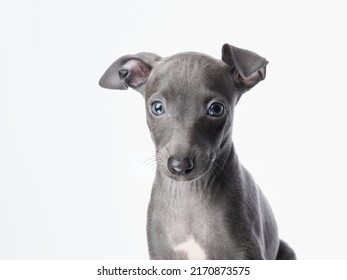 blue greyhound puppies on white. sweet dogs in studio