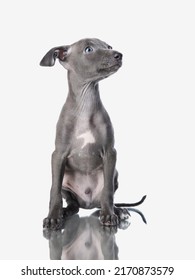 Blue Greyhound Puppies On White. Sweet Dogs In Studio