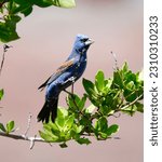 Blue Grosbeak (Passerina caerulea) perched on a branch. Dry Tortugas National Park, Garden Key, Florida April 23rd, 2023