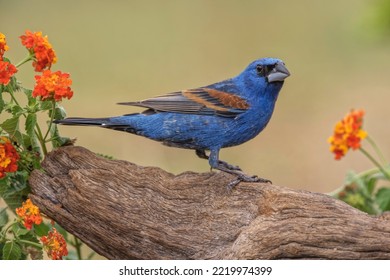 Blue Grosbeak. Rio Grande Valley, Texas