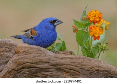 Blue Grosbeak. Rio Grande Valley, Texas