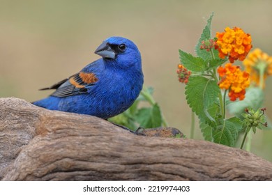 Blue Grosbeak. Rio Grande Valley, Texas