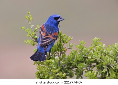 Blue Grosbeak. Rio Grande Valley, Texas