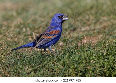 Blue Grosbeak. Rio Grande Valley, Texas