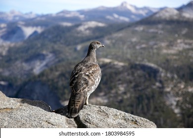 Blue Grouse Bird At Yosemite National Park