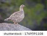 Blue Grouse in the Forest