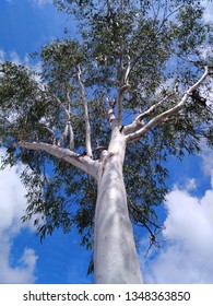 Blue Gum Australia