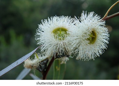 Blue Gum (Eucalyptus Globulus) White Flowers 