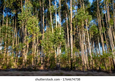 Blue Gum Forest With Red Sand And Dry Grass Blue Skies Drive Past With Motion Blur Out Of Focus