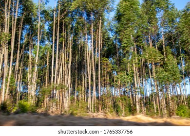 Blue Gum Forest With Red Sand And Dry Grass Blue Skies Drive Past With Motion Blur Out Of Focus