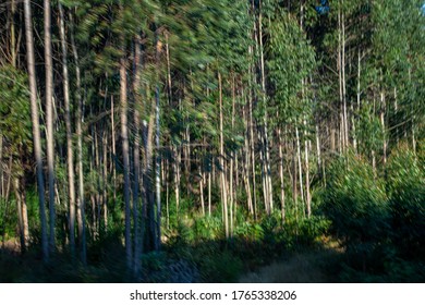 Blue Gum Forest With Red Sand And Dry Grass Blue Skies Drive Past With Motion Blur Out Of Focus