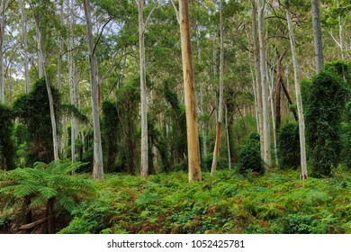 Blue Gum Forest Thirlmere Lakes, National Park, Australia