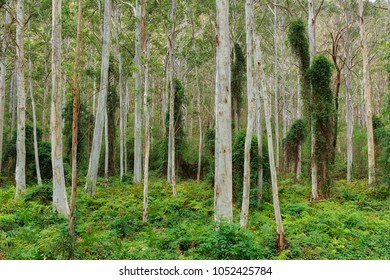 Blue Gum Forest Thirlmere Lakes, National Park, Australia