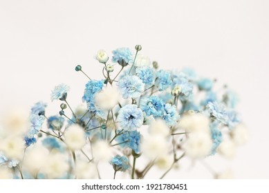 Blue Baby S Breath High Res Stock Images Shutterstock