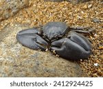 Blue half-crab (Petrolisthes elongatus) hides under the stones of intertidal zone at Coromandel Peninsula.